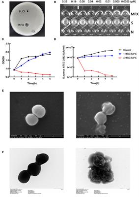 The Antimicrobial Peptide MPX Can Kill Staphylococcus aureus, Reduce Biofilm Formation, and Effectively Treat Bacterial Skin Infections in Mice